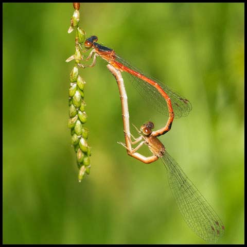 Eastern Red Damsel