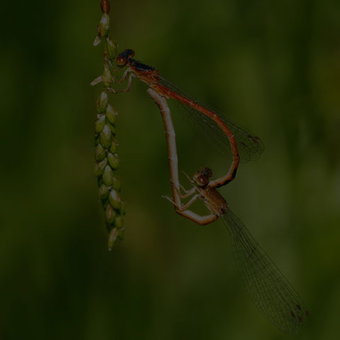 Eastern Red Damsel