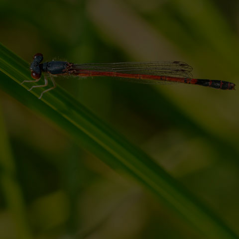 Eastern Red Damsel