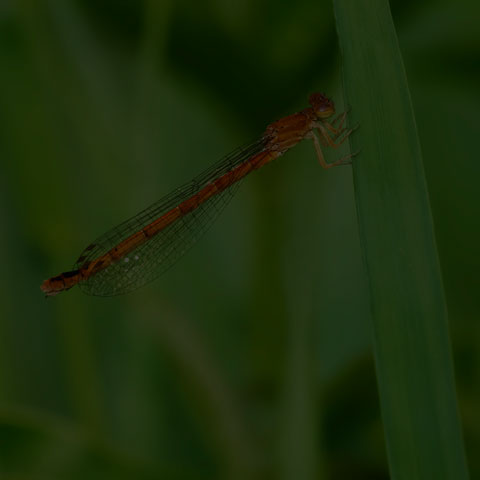 Eastern Red Damsel