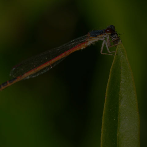 Eastern Red Damsel