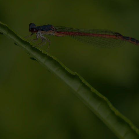 Eastern Red Damsel