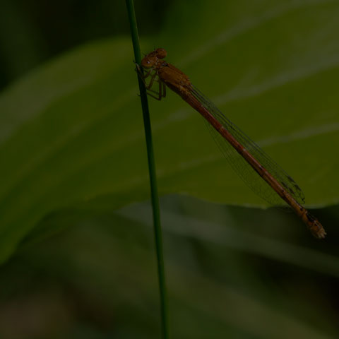 Eastern Red Damsel