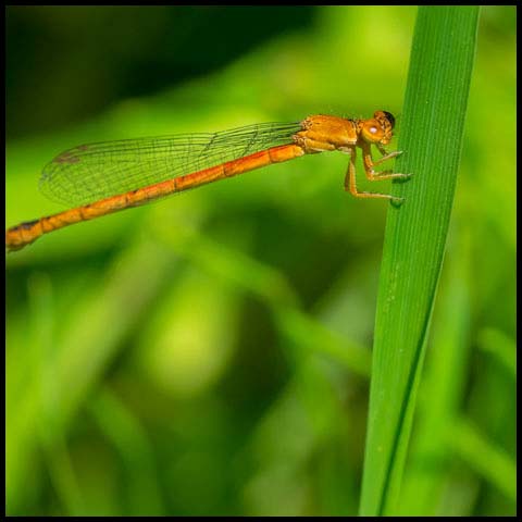 Eastern Red Damsel