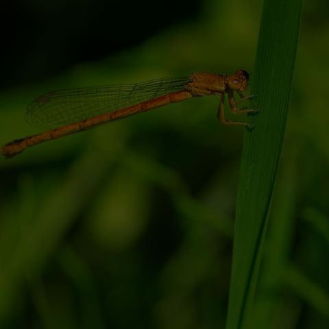 Eastern Red Damsel