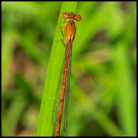 Eastern Red Damsel