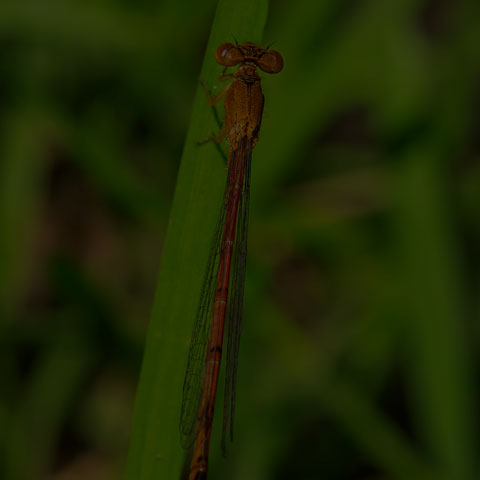 Eastern Red Damsel