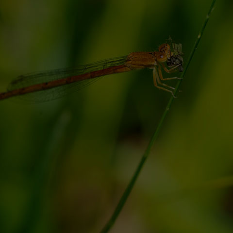 Eastern Red Damsel