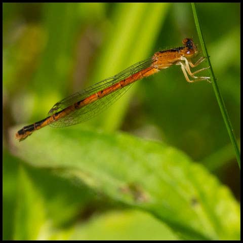 Eastern Red Damsel