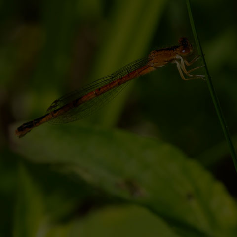 Eastern Red Damsel