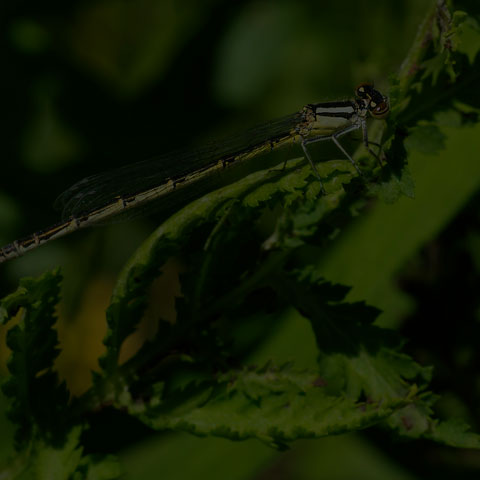 Familiar Bluet