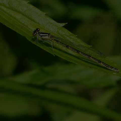 Familiar Bluet