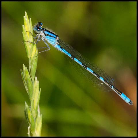 Familiar Bluet