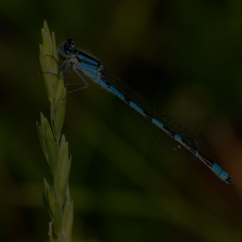 Familiar Bluet