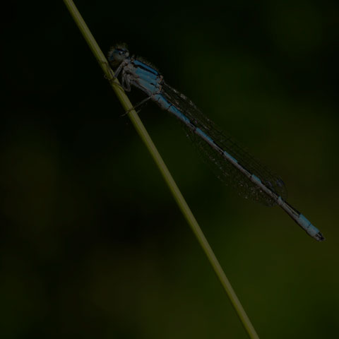 Familiar Bluet