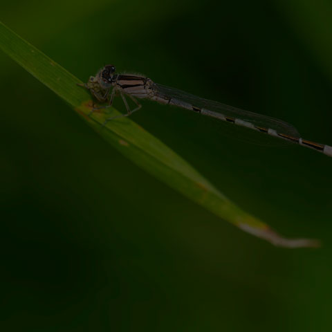 Familiar Bluet