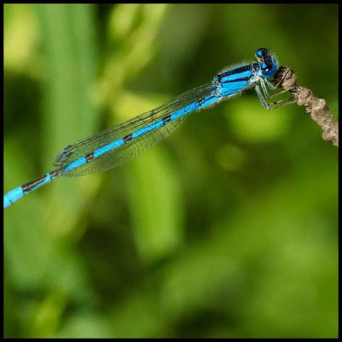 Familiar Bluet