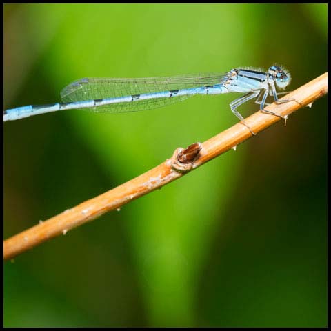 Familiar Bluet