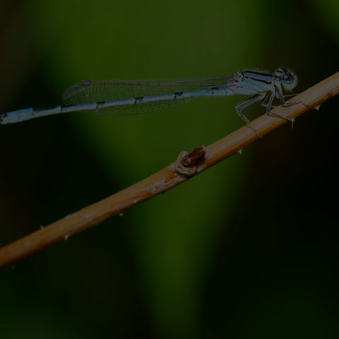 Familiar Bluet