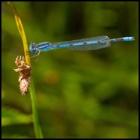 Familiar Bluet