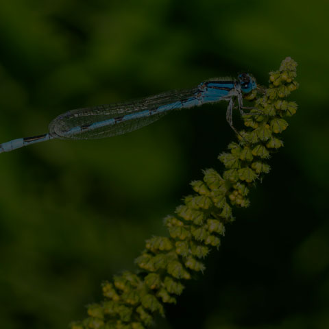 Familiar Bluet