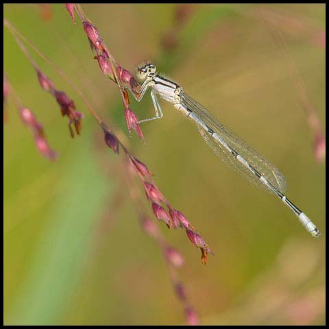 Familiar Bluet