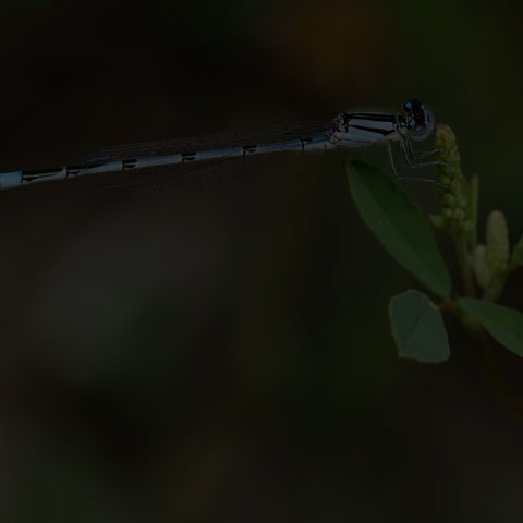 Familiar Bluet