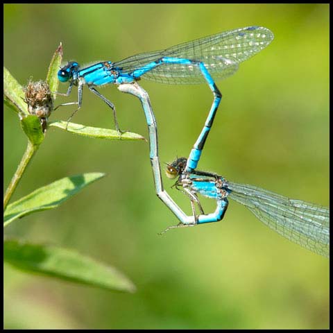 Familiar Bluet