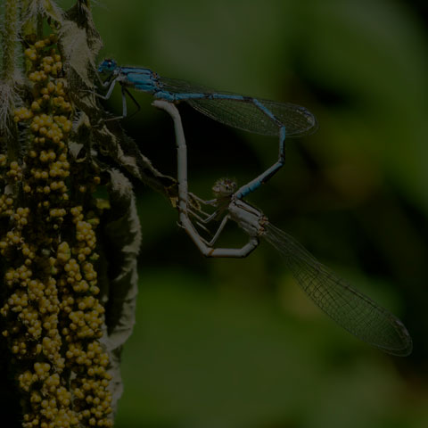 Familiar Bluet