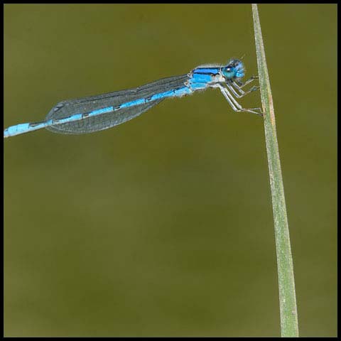 Familiar Bluet