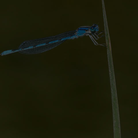 Familiar Bluet