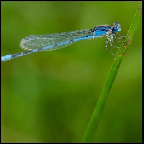 Familiar Bluet