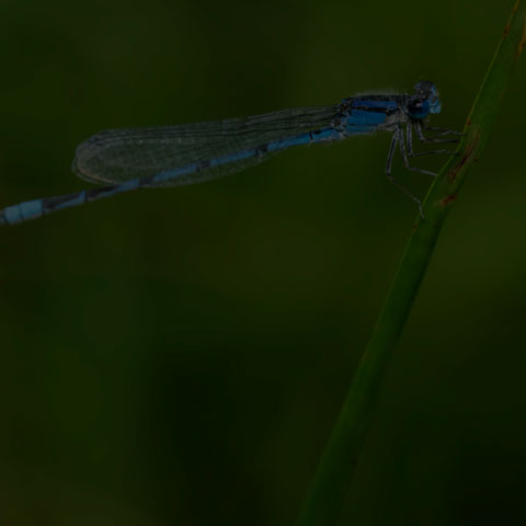 Familiar Bluet