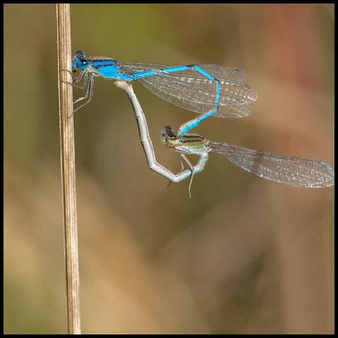 Familiar Bluet