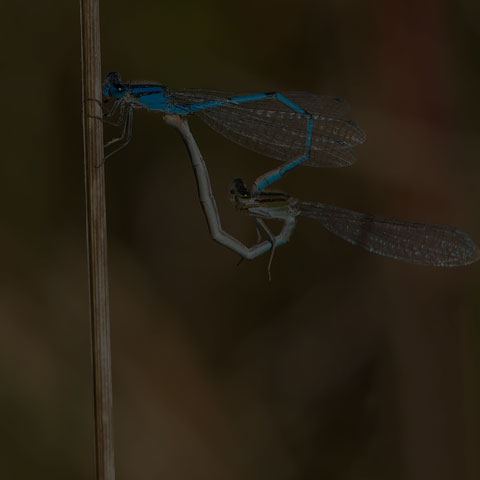 Familiar Bluet