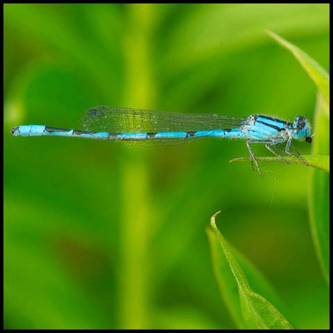 Familiar Bluet