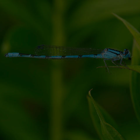 Familiar Bluet