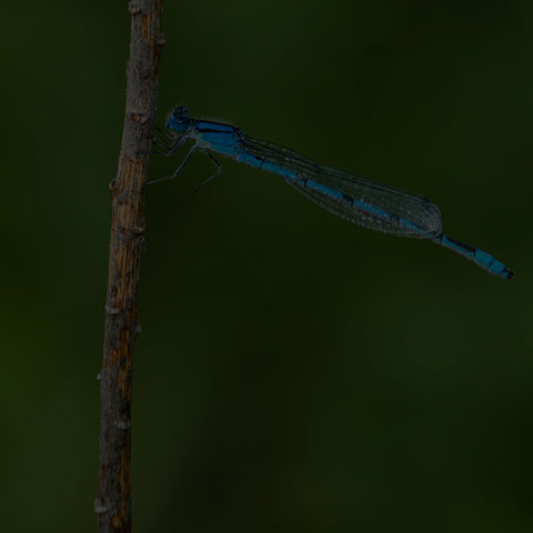 Familiar Bluet