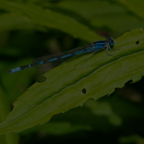 Familiar Bluet