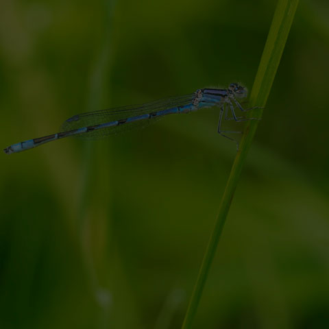 Familiar Bluet