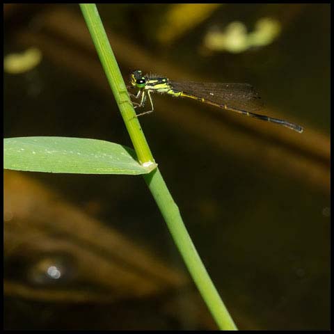 Fragile Forktail