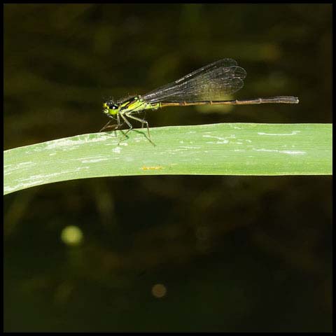 Fragile Forktail