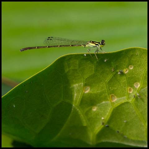 Fragile Forktail