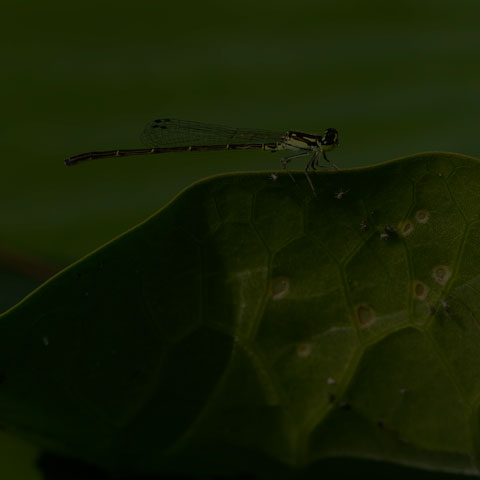 Fragile Forktail