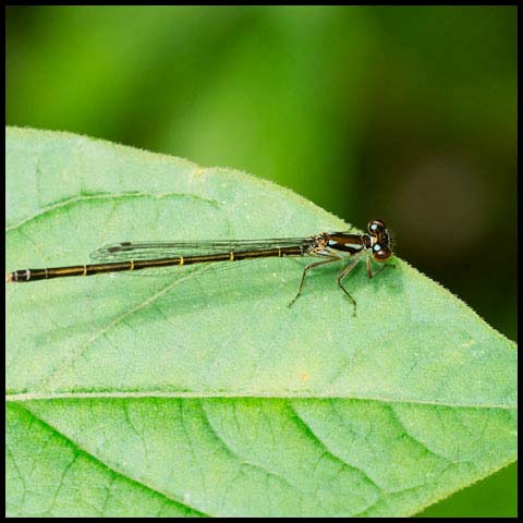 Fragile Forktail