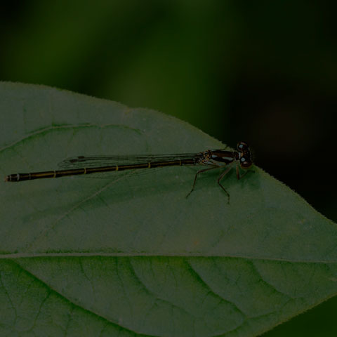 Fragile Forktail