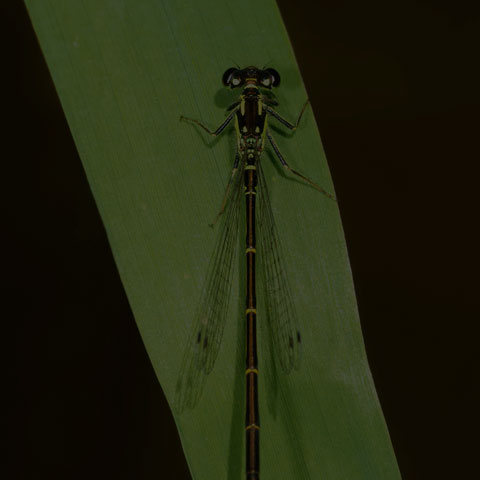 Fragile Forktail