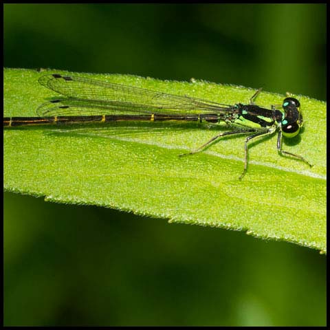 Fragile Forktail