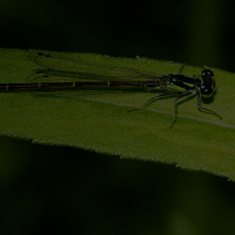 Fragile Forktail