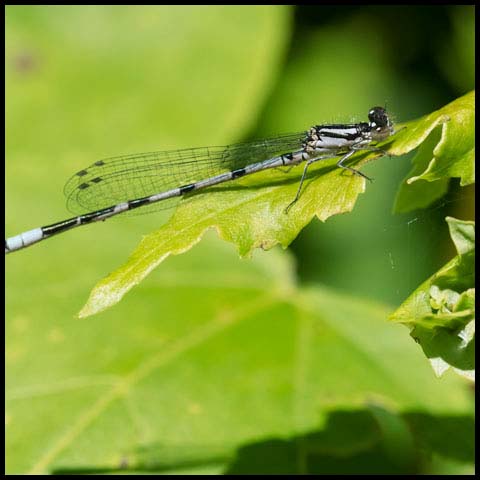 Hagen's Bluet